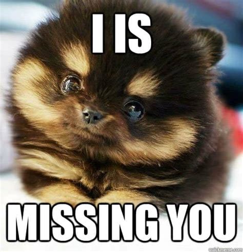 miss you meme for friend|funny miss you memes.